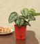 Buy Money Plant Satin - Low-Maintenance Indoor Plant – Ugaoo