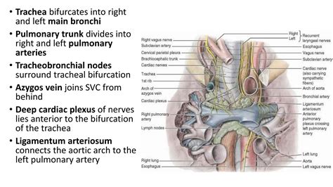 12_dEvents at Sternal Angle of Louis.pdf