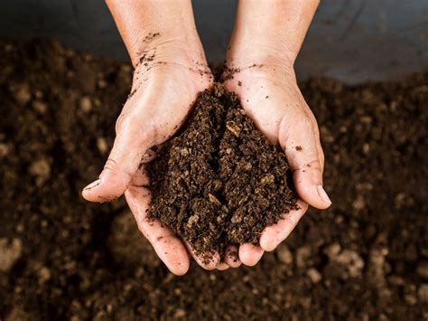 What Is Peat Moss: Tips For Using Peat Moss In Gardens