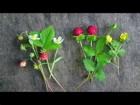 Image result for Asymmetric Key Encryption Algorithm