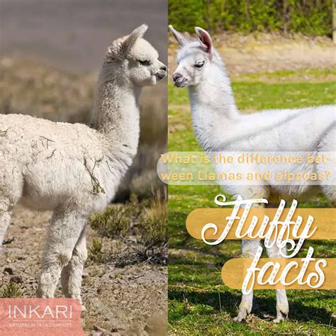 Tangerine Vs Alpaca at Dolores Bennett blog