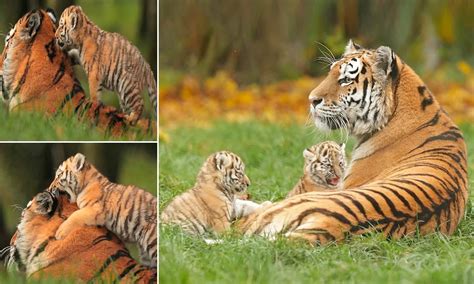 Siberian Tiger Cubs Playing