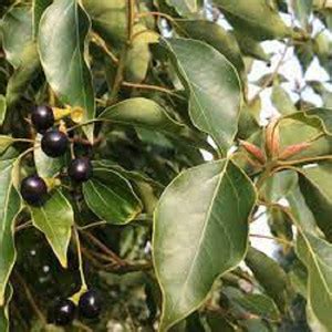 LYRS Natural Kapoor (Camphor) Tree Seed - 35 Seed Price in India - Buy ...