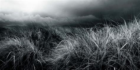 Nature Black and White 的图像结果