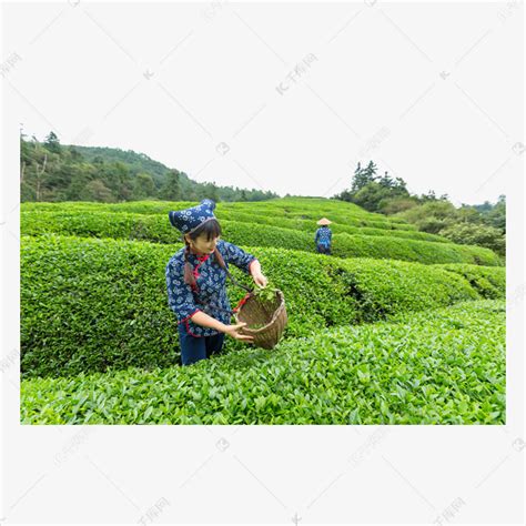 在湖州霞幕山采春茶，感受独特“山场香”_腾讯新闻
