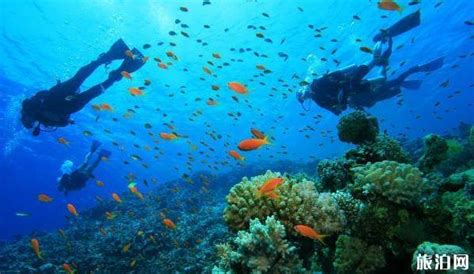 预算一万内去马尔代夫，哪个浮潜A级岛适合潜水达人？ - 知乎