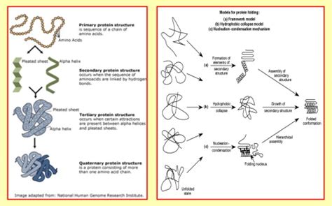 Image result for Post Translation Process Animation