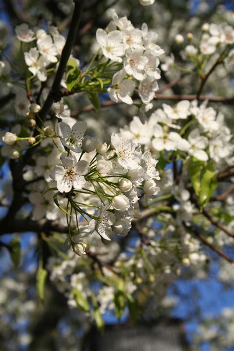 What Tree Has White Blossoms at Louise Mcmakin blog