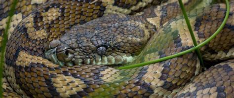 Diamond Python vs Carpet Python 的图像结果