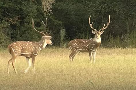Registration Now Open for the TPWD Big Time Texas Hunts Drawing