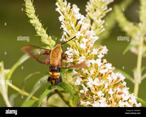 Clearwing hummingbird moth hi-res stock photography and images - Alamy