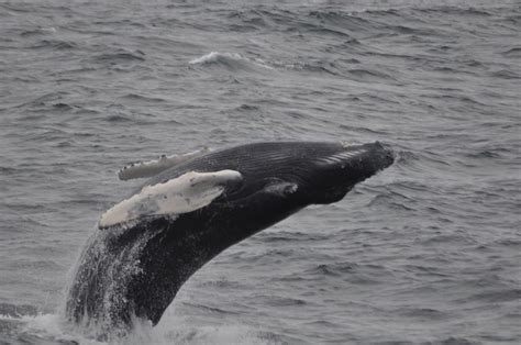 Plymouth Whale Watching (2026) - Alles wat u MOET weten voordat je gaat ...