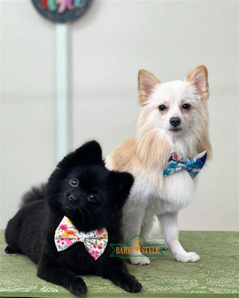 𝐁𝐀𝐑𝐊 𝐈𝐍 𝐒𝐓𝐘𝐋𝐄 - 𝐏𝐄𝐓 𝐆𝐑𝐎𝐎𝐌𝐈𝐍𝐆 & 𝐒𝐏𝐀 | Groomed at Bark In Style 💛💚 # ...