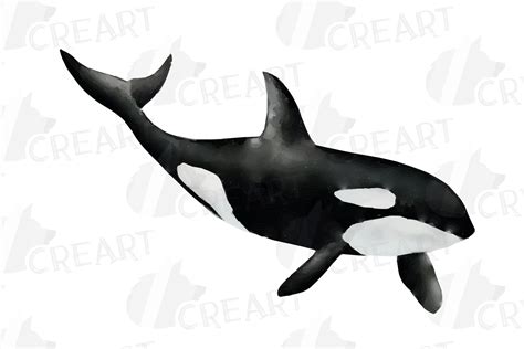 Orca family watercolor clip art pack, killer whales decor (217294 ...