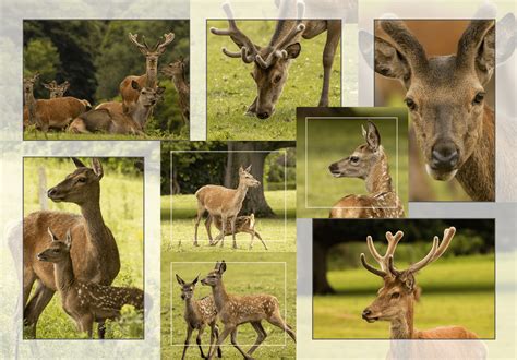 Image result for Alien Deer Poster
