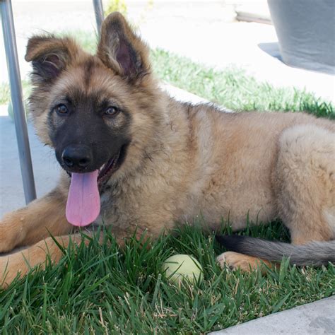 American Alsatian Breed Guide - Learn about the American Alsatian.