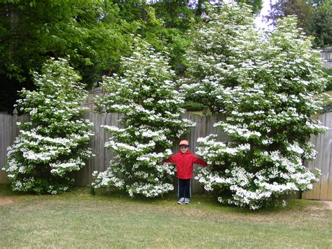 Trimming Viburnum Bush at Frieda Krull blog