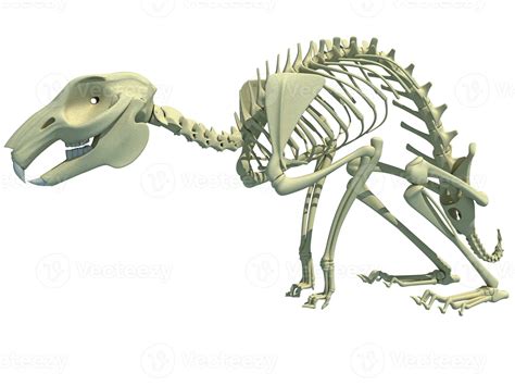 Rabbit Skeleton anatomy 3D rendering on white background 36396849 Stock ...