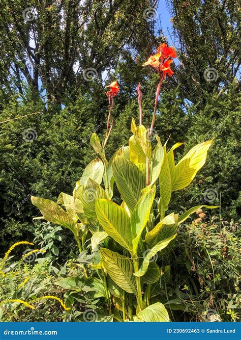 Tall Orange Flowers With Large Leaves at Ruby Huntley blog