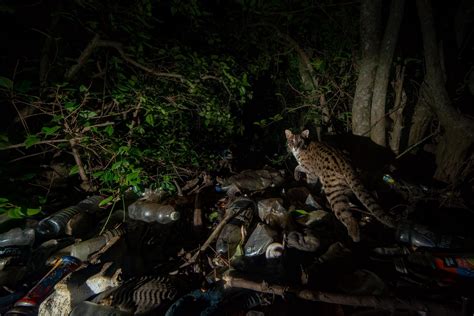 Cat, Camera, and Our Consequences | Nature inFocus
