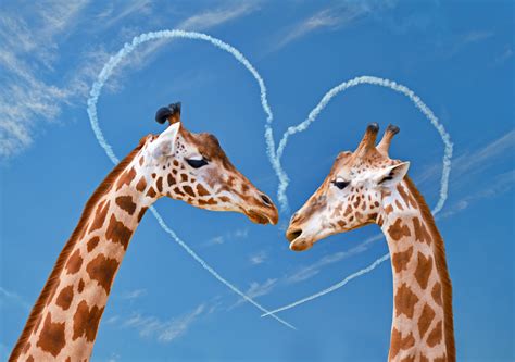 Homosexual Behavior More Common in Animals Than Thought - Newsweek