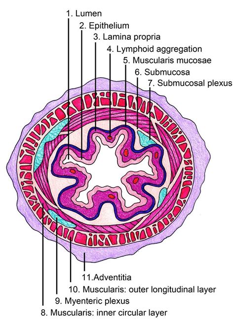 Ct Anatomy Of Esophagus at Jessie Head blog