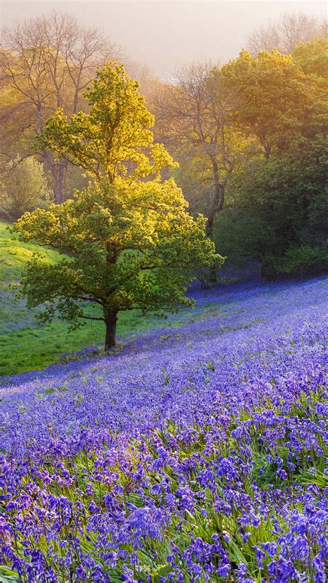 Bluebells in the countryside, Minterne Magna, Dorset, England, UK ...