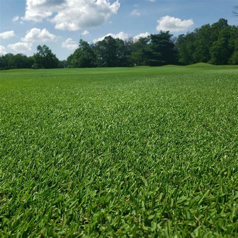 Monaco Bermuda Grass Seed