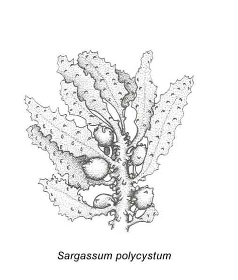 Sargassum polycystum