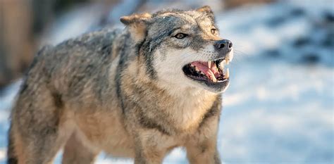 Image result for Timberwolf Facts