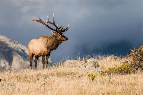 Feast on the Flavors of the Forest: Native American Elk Culinary Delights