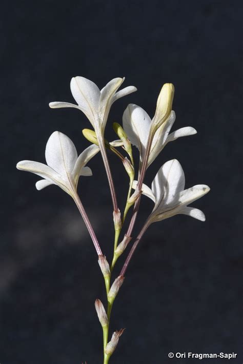 Tritonia pallida Ker Gawl. | Plants of the World Online | Kew Science
