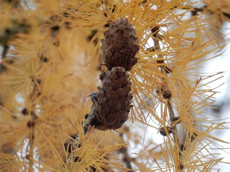 Image result for Monty Python Larch