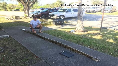 18 Foot Python 的图像结果