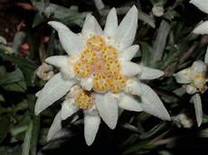 fiore edelweiss el jard 237 n sucronense edelweiss la estrella alpina fiore edelweiss el jard 237 n sucronense edelweiss la estrella alpina