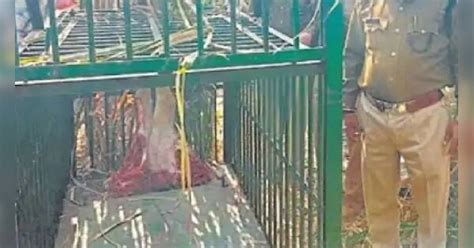ghazaiabad leopard attack Nilgai in masoori noorpur up forest ...