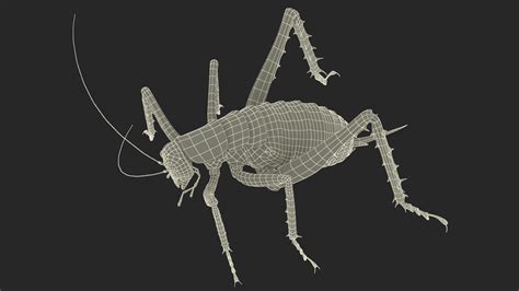 3D Giant Weta Rigged for Maya | 3D Molier International