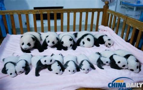 新生大熊猫宝宝集体亮相 裹被单似婴儿(组图) - 青岛新闻网