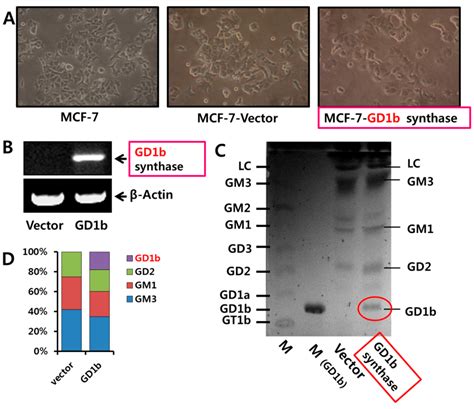 Exogenous and Endogeneous Disialosyl Ganglioside GD1b Induces Apoptosis ...