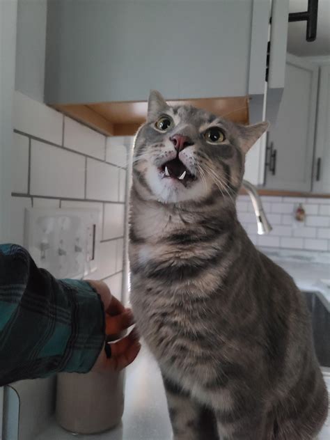 Our cat's reaction after smelling my husband's arm because he held the ...