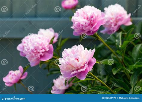 Paeonia Lactiflora Sarah Bernhardt Peony Flowers in Spring Garden Stock ...