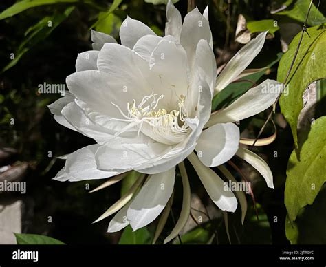 Beautiful rare white Queen of the night Epiphyllum oxypetalum flower ...
