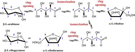 L-Arabinose Binding, Isomerization, and Epimerization by D-Xylose Isomerase: X-Ray/Neutron ...