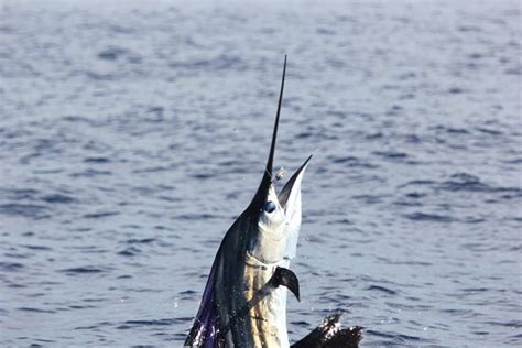 Top Notch Fishing Charters (Quepos) - 2022 What to Know Before You Go ...