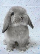 Image result for baby holland lop bunnies care