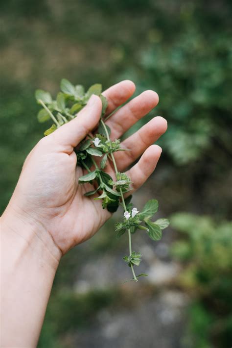 Lemon Balm: A Cheerful Addition to Your Garden - Ree's Life