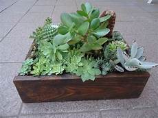 piante grasse in vaso composizione di piante grasse succulente 1 piante grasse in vaso composizione di piante grasse succulente 1