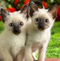 Image result for Cute Kittens with Flowers
