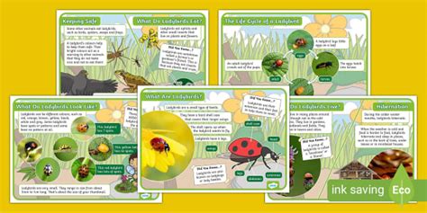 Ladybirds Fact Files | Twinkl (teacher made) - Twinkl