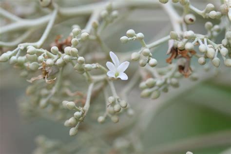 India Flora Online